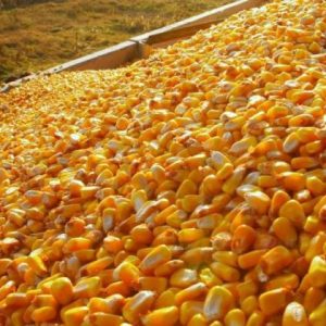 Animal Consumption Corn